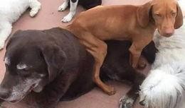 狗子最新爆料,揭秘娱乐圈幕后真相